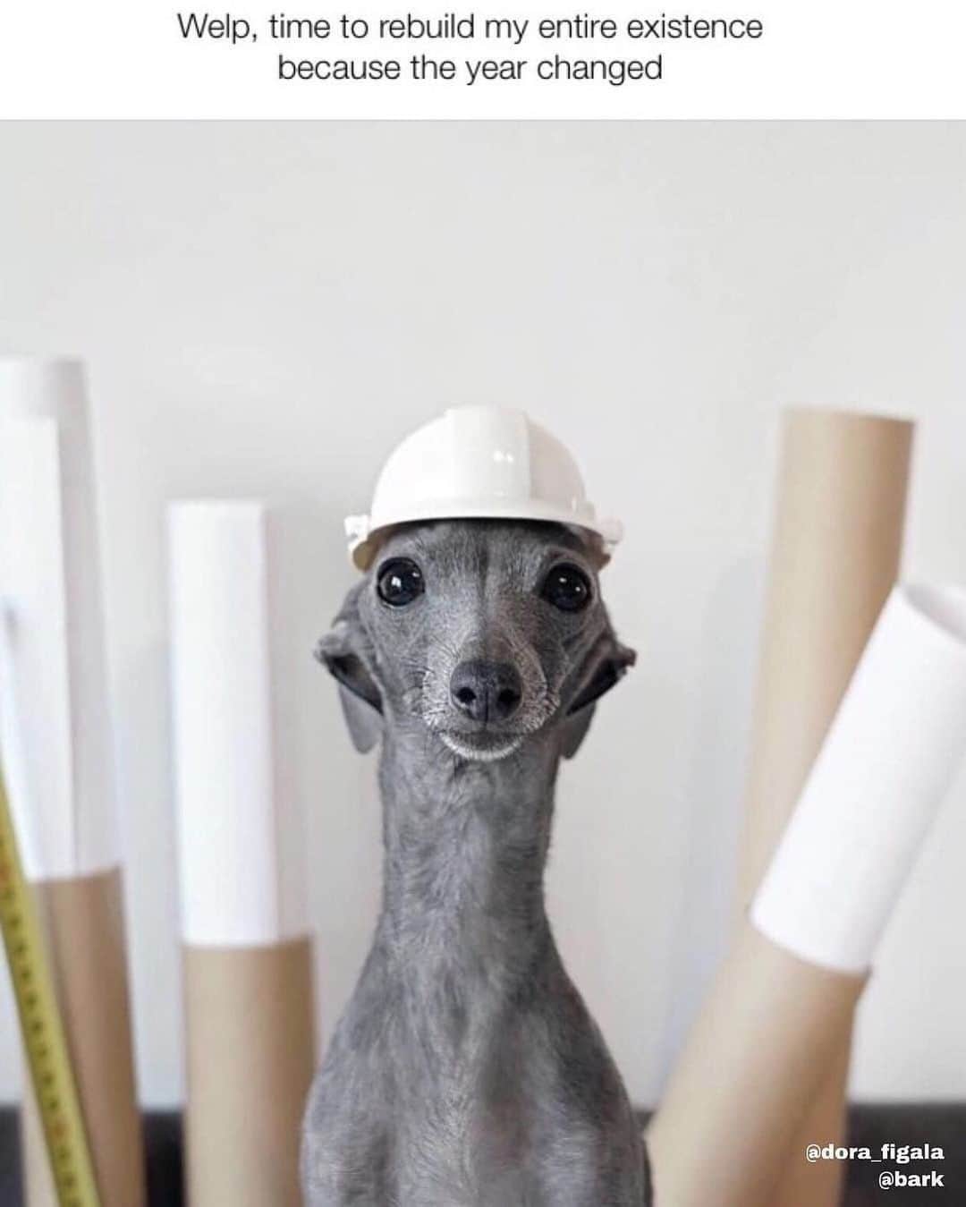 BarkBoxのインスタグラム：「It’s cool, old me will be back in like 13 days 😆 @dora_figalga」