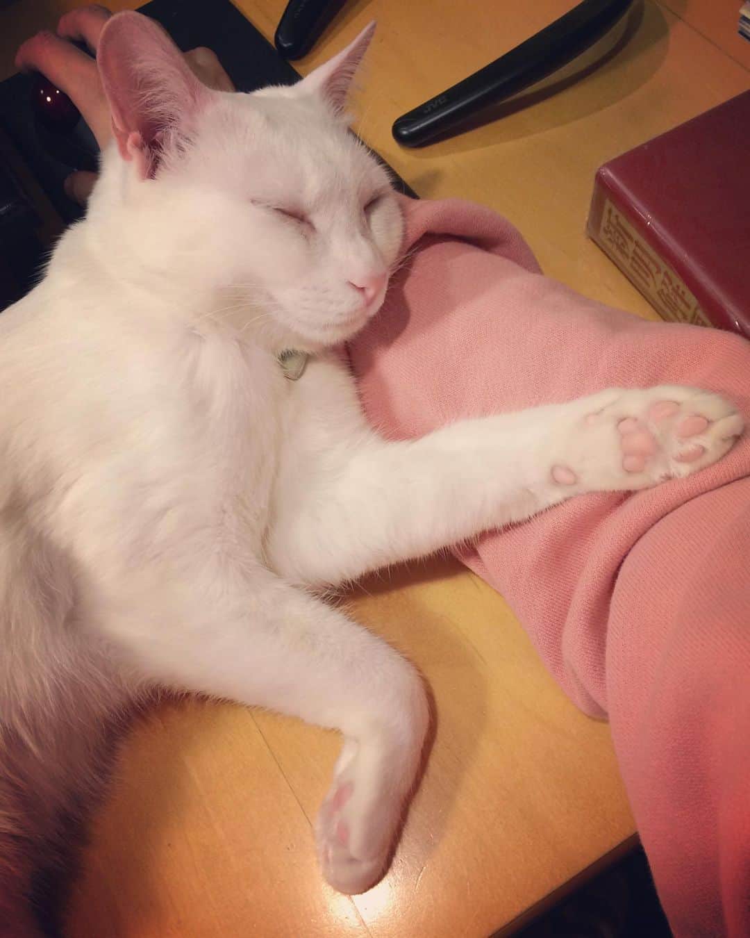 岡田屋鉄蔵のインスタグラム：「ピンクは正義」