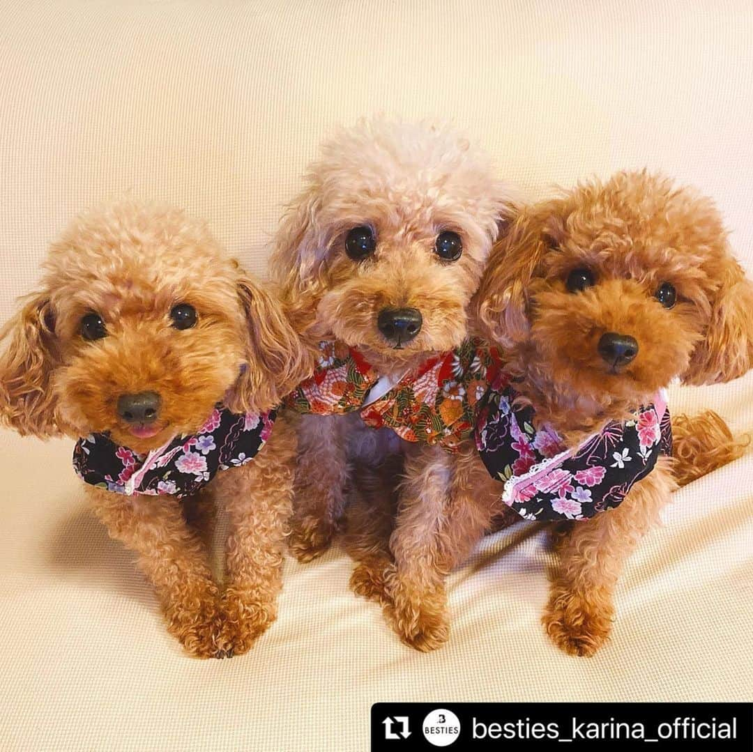 香里奈さんのインスタグラム写真 - (香里奈Instagram)「I wish this brand "BESTIES" will be able to the best partner of you guys from this year !!  #Repost from @besties_karina_official    ↓↓  ・・・ 🎍 Happy  New Year !!🎍  🐮2021🐮  Hope "2021"will be happy and wonderful year for you, your family and your besties🐶✨  あけましておめでとうございます！ 香里奈です！ この度、pet goodsブランド、BESTIESを2020年12月25日に立ち上げました。 2019年のクリスマスに亡くなった愛犬、#もみじ 🍁や、今一緒にいる、はなび、れもん、みんとにたくさん気づかせてもらった事や、想い、たくさんの経験をもとに、様々な商品を皆様にお届けしていきたいと思っています。 たくさんの想いがつまったこの"BESTIES"を、これから、よろしくお願いいたします！  素敵な年になりますように！  #besties #hanabi #lemon #mint #lovefamily #toypoodle #pet #犬 #petshampoo #lavender #はなび #れもん #みんと #香里奈 #karina #2021 #20210103」1月3日 18時00分 - karina_official_221