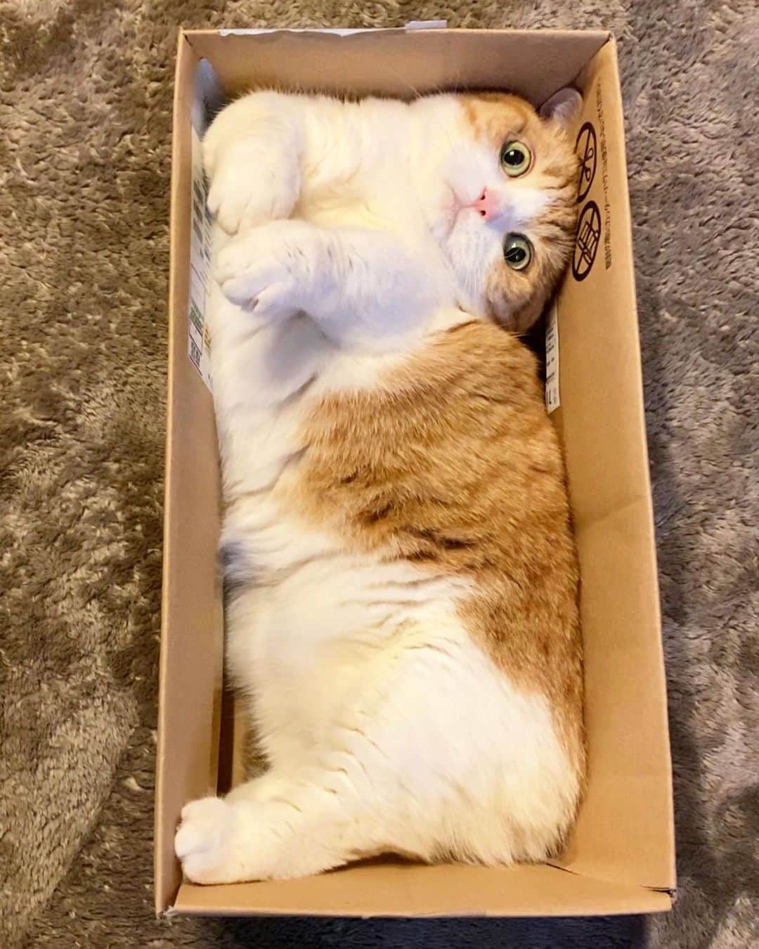 茶太郎 & きなこのインスタグラム：「お年賀のきなこ🎁贈るにゃ😽💕 I will deliver it to your home🏠😽🎁 #日頃からお世話になってるフォロワーのみんなへ #茶太郎師匠が手渡しでお届けするにゃ #マンチカン#猫#munchkin #cat#catstagram #amazing#ねこ#茶トラ#短足#catsofinstagram#excellent_cats#9gag#cats_of_world_#instacat_meows#bestcats_oftheworld#catsofig#instacat#cats_of_instagram」