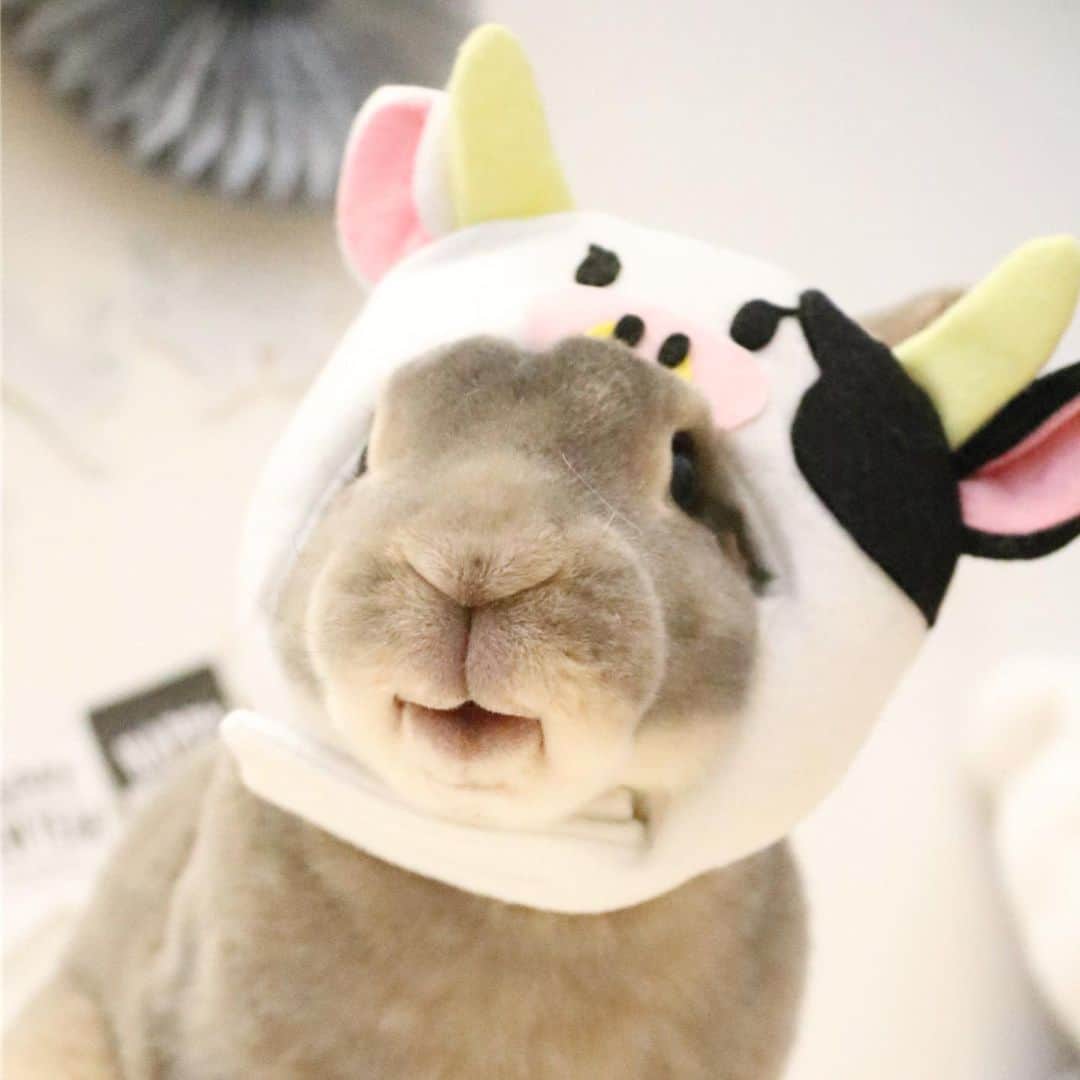 のインスタグラム：「🐮Happy 乳 Year🐮 ⬆︎ おきなわのCMで見たフレーズ Newが乳とかちょっとww あ、さくらんのおくち可愛い♡ ・ ・ @shitateyausagi  @yuzukousagi 🐮ありがとだモー♡」