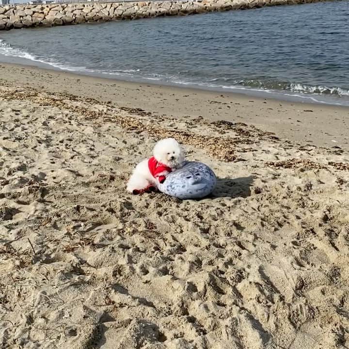 ゆうのインスタグラム：「. . 仲良しのアザラシさんが海に 帰ったのを見送った後みたいな 動画になった（笑）👋 . . . .」