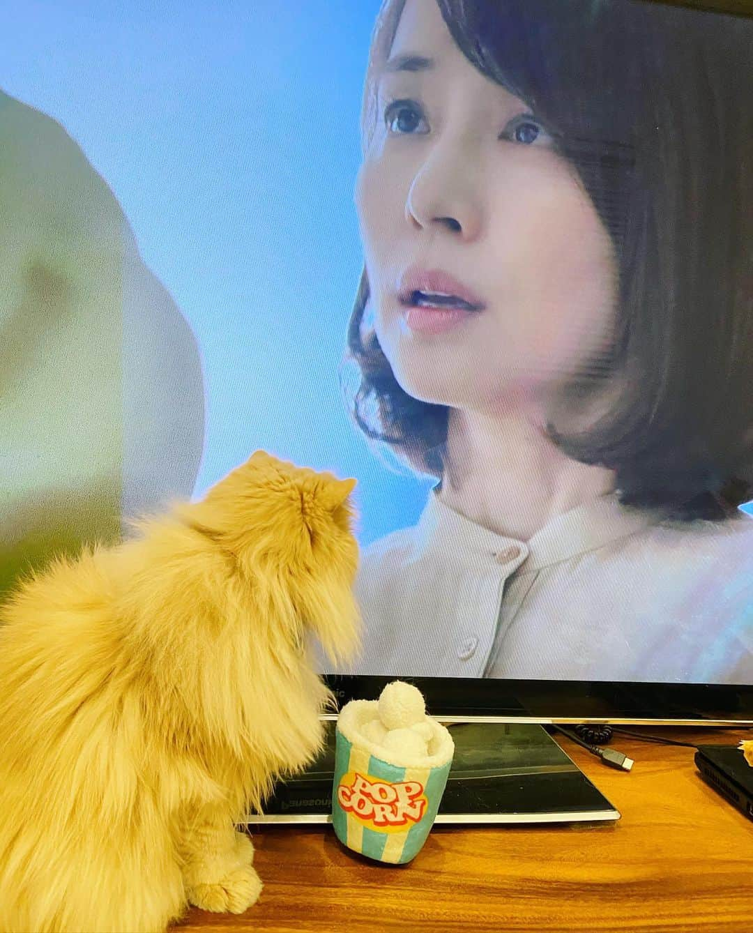 ミッシュさんのインスタグラム写真 - (ミッシュInstagram)「昨夜はのんびり逃げ恥を見ました😺  #ミッシュ #お正月はのんびり #ポップコーン片手に🍿  #逃げ恥新春スペシャル  #石田ゆり子 さんに #食い入るように見つめる  #misch1207s  #鼻ぺちゃ#cat #ねこあつめ #にゃんすたぐらむ#猫と暮らす #エキゾチックロングヘア  #ねこ #ネコ #猫  #neko #猫部 #ねこ部 #にゃんだふるらいふ #catstagram #Exoticlonghair#catlover #catsofinstagram#cats_of_instagram」1月3日 9時38分 - misch1207s