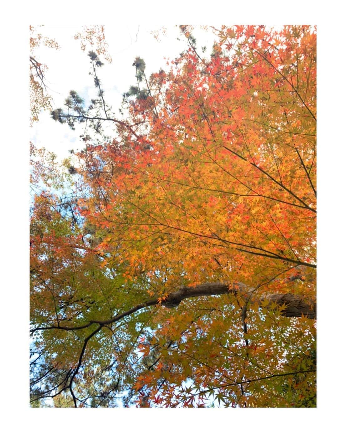 吉岡里帆さんのインスタグラム写真 - (吉岡里帆Instagram)「👟🍃🍂  #綺麗だった」1月3日 9時47分 - riho_yoshioka