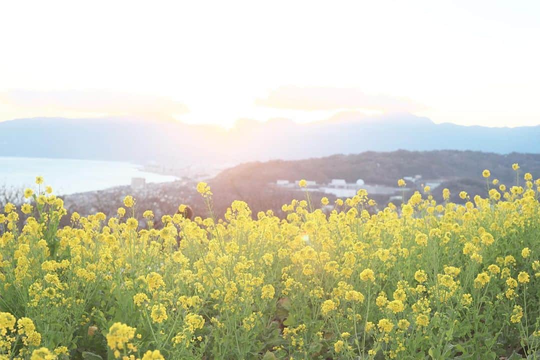 kiccyomuのインスタグラム：「☁️ 2021.01.03 Sun 今年も #吾妻山 から #菜の花 が元気に満開😊 富士山も綺麗に見えましたよ 年初めの縁起もの🎍🙏  今日も元気に🤗  location #神奈川 #二宮 📷撮影 2021年01月02日  #オールドレンズ 📷 #Minolta」