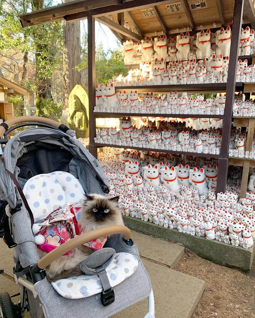 のインスタグラム：「今年も豪徳寺へ初詣に行ってきました⛩🎍👘🙏🐈🐈🐈🐈🐈  久しぶりに家族みんなでのお出かけ楽しかったね👨‍👩‍👧‍👧  みんなが健康で良い一年となりますように🌟  . . . . #2021 #happynewyear  #初詣 #プリュムのいる生活 #猫のいる暮らし  #ヒマラヤン  #赤ちゃんと猫  #もふもふ#ヒマラニャンズ  #猫  #ねこ  #ペコねこ部#可愛い#癒し#着物#welcomecat#kimono#temple#japantrip #japan #japanculture #japanese  #fluffycat#🐈 #고양이 #himalayancat  #catsofinstagram  #catloversclub  #bestmeow#weeklyfluff」
