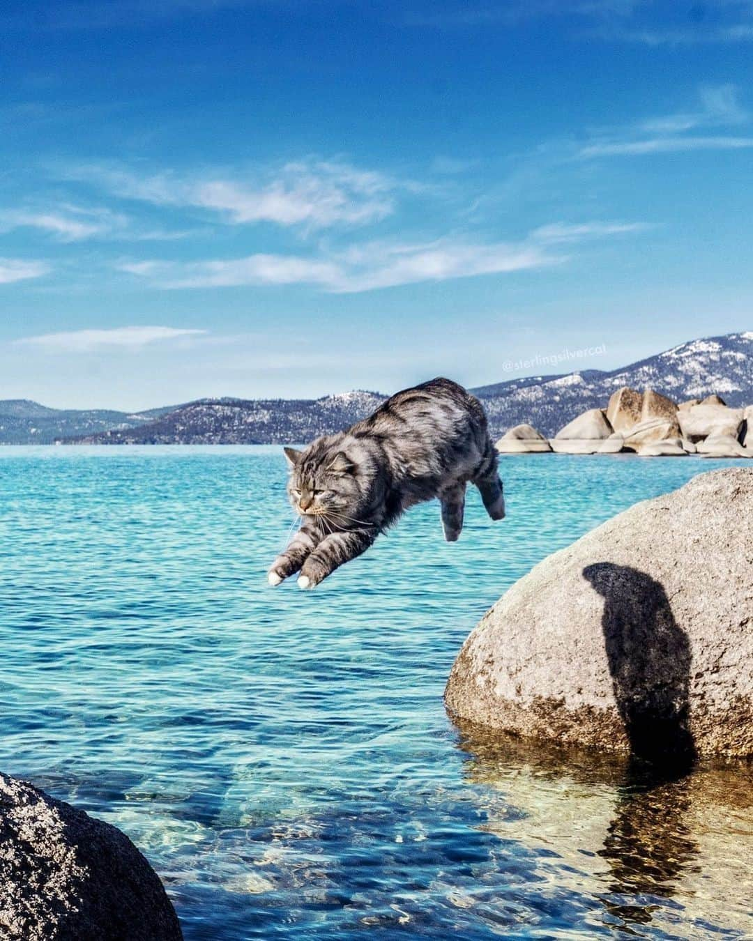 Aww Clubさんのインスタグラム写真 - (Aww ClubInstagram)「Launching full speed into 2021!⁣⠀ ⠀ 📷@sterlingsilvercat⠀ ⠀ #meowed #sterlingsilvercat #Sterling #adventurecat #outdoorcat #trafurller」1月3日 10時00分 - meowed