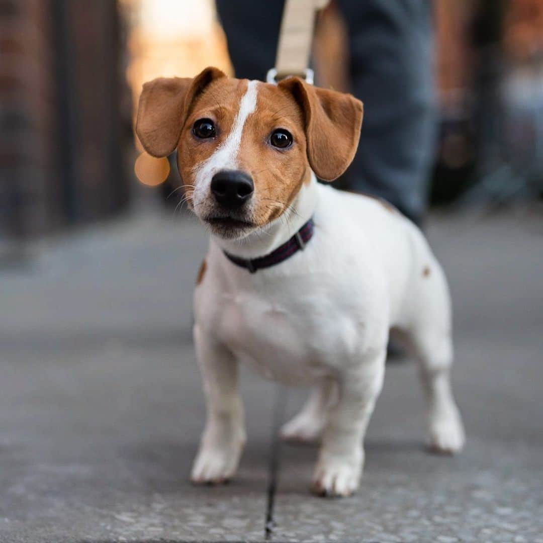 The Dogistさんのインスタグラム写真 - (The DogistInstagram)「Brandon, Jack Russell Terrier (5 m/o), Prince & Elizabeth St., New York, NY • “He tries to share the bone with us like it’s his treasure.”」1月3日 10時27分 - thedogist