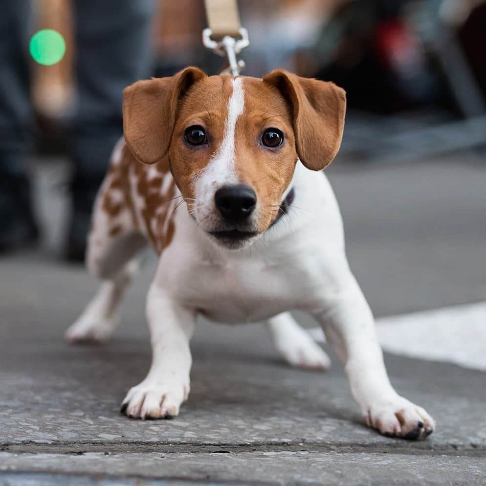 The Dogistさんのインスタグラム写真 - (The DogistInstagram)「Brandon, Jack Russell Terrier (5 m/o), Prince & Elizabeth St., New York, NY • “He tries to share the bone with us like it’s his treasure.”」1月3日 10時27分 - thedogist