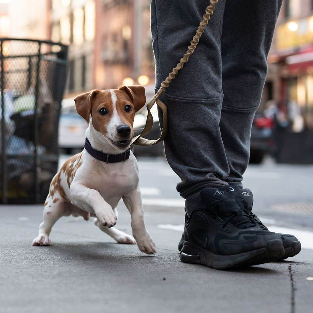 The Dogistさんのインスタグラム写真 - (The DogistInstagram)「Brandon, Jack Russell Terrier (5 m/o), Prince & Elizabeth St., New York, NY • “He tries to share the bone with us like it’s his treasure.”」1月3日 10時27分 - thedogist