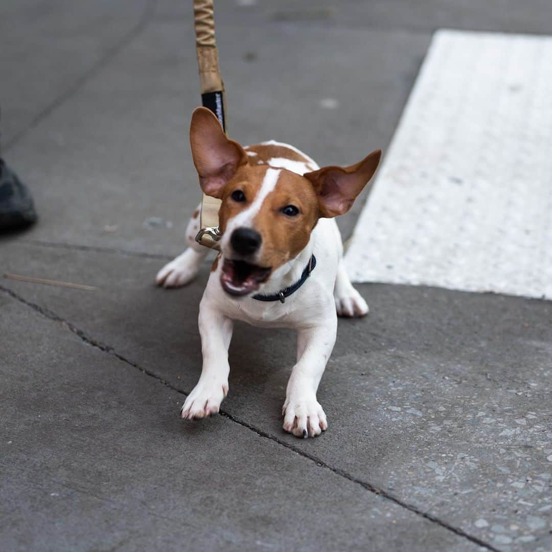 The Dogistさんのインスタグラム写真 - (The DogistInstagram)「Brandon, Jack Russell Terrier (5 m/o), Prince & Elizabeth St., New York, NY • “He tries to share the bone with us like it’s his treasure.”」1月3日 10時27分 - thedogist