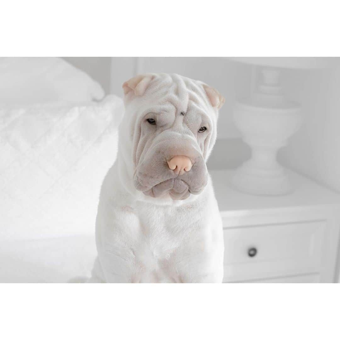 annie&pADdinGtoNさんのインスタグラム写真 - (annie&pADdinGtoNInstagram)「She woke me up for this.. #letsleepinglambslie #lamby #sunday #youdonenowmother #sharpei #sharpeisofinstagram #wrinkles #dog #doggo #barked #dogsofinstagram #instagood #weeklyfluff #cutepetclub #woof #iloveyoutothemoonandback」1月3日 10時36分 - anniepaddington