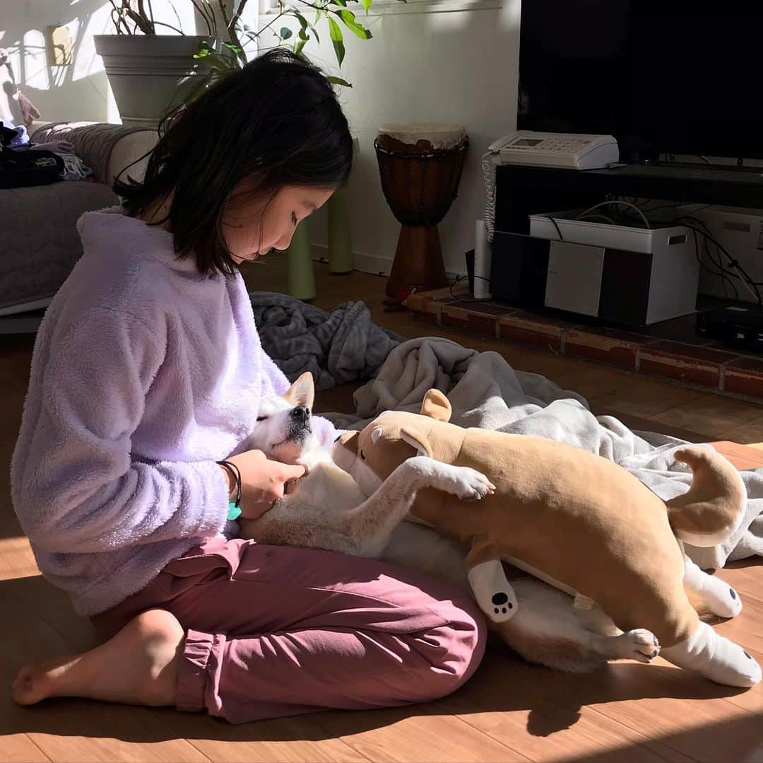 柴犬リリコのインスタグラム：「極楽… 極楽… ♨️🐶 #至福 #陽だまりハンター」