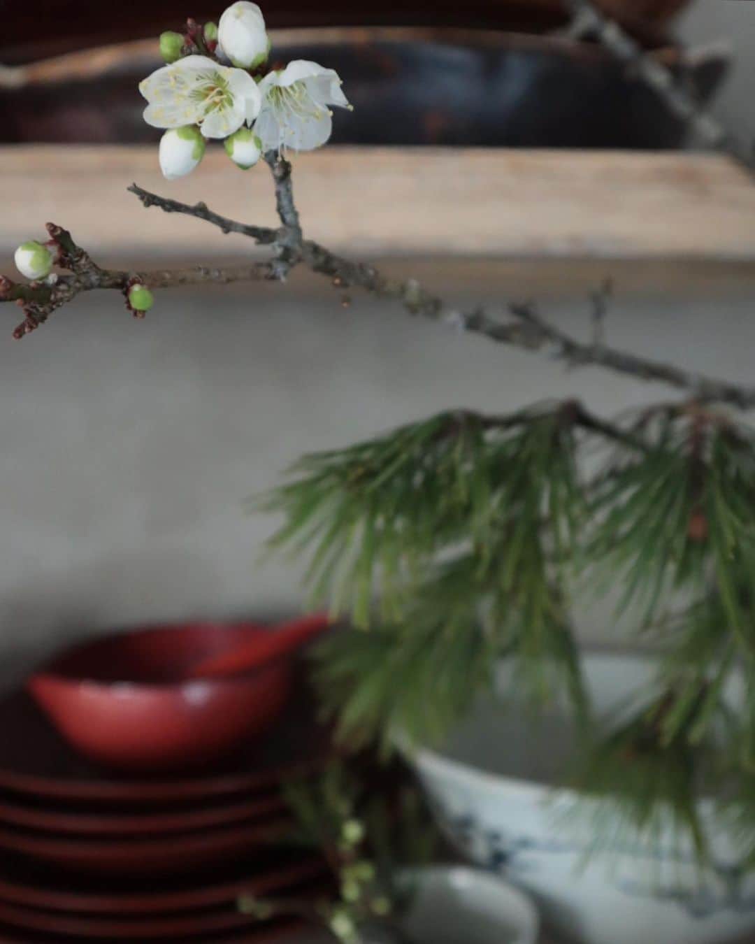 masakiさんのインスタグラム写真 - (masakiInstagram)「Sun.3 Jan.2021 おはよう 食堂に苔梅の花が咲きました♡ 今年もおいしいごはん沢山作りますー」1月3日 11時23分 - mogurapicassowols