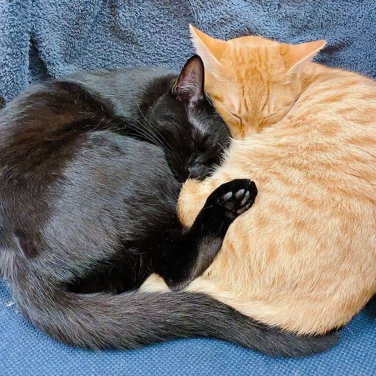 相沢あいのインスタグラム：「ねこ寝子エブリデイ寝正月 _  #ぺーぽん #cat #kitten #catstagram #catsofinstagram #catsagram #子猫 #保護猫 #保護ねこ #仔猫 #ねこ #cat_of_instagram #cat_of_world #catlife #catlover #catlovers #fluffy #fluffycat #にゃんすたぐらむ #ねこすたぐらむ #blackcat #orangecat #黒猫 #茶トラ #黒猫部 #茶トラ男子部」
