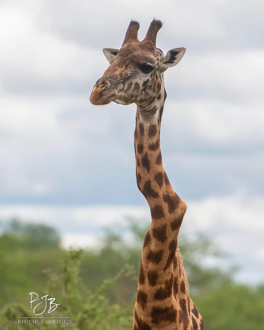 WildLifeさんのインスタグラム写真 - (WildLifeInstagram)「By @philip.j.briggs.photography You can bend me, but you cannot break me!  Have you ever seen an animal that inspires you? Here is a large male giraffe with a severely twisted vertebrae or two, but he stands strong and healthy!  Tag someone who this might inspire. • •  #natureismetal #nature #elite #miracleshappen #natgeo #miracles #brokenbones #miraclescanhappen #wildlife_addicts #wildlifepics #bestrong #recovery #naturalselection #natureatitsbest #strongerthanever #cannotbreakme #justtryme #naturehub #natureloversgallery #naturegood #naturerocks #wildanimals #awesome_earthpix #natgeowild #earthofficial #giraffe #broken」1月3日 11時36分 - wildlifepage