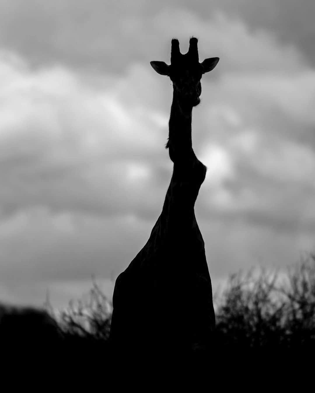 WildLifeさんのインスタグラム写真 - (WildLifeInstagram)「By @philip.j.briggs.photography You can bend me, but you cannot break me!  Have you ever seen an animal that inspires you? Here is a large male giraffe with a severely twisted vertebrae or two, but he stands strong and healthy!  Tag someone who this might inspire. • •  #natureismetal #nature #elite #miracleshappen #natgeo #miracles #brokenbones #miraclescanhappen #wildlife_addicts #wildlifepics #bestrong #recovery #naturalselection #natureatitsbest #strongerthanever #cannotbreakme #justtryme #naturehub #natureloversgallery #naturegood #naturerocks #wildanimals #awesome_earthpix #natgeowild #earthofficial #giraffe #broken」1月3日 11時36分 - wildlifepage