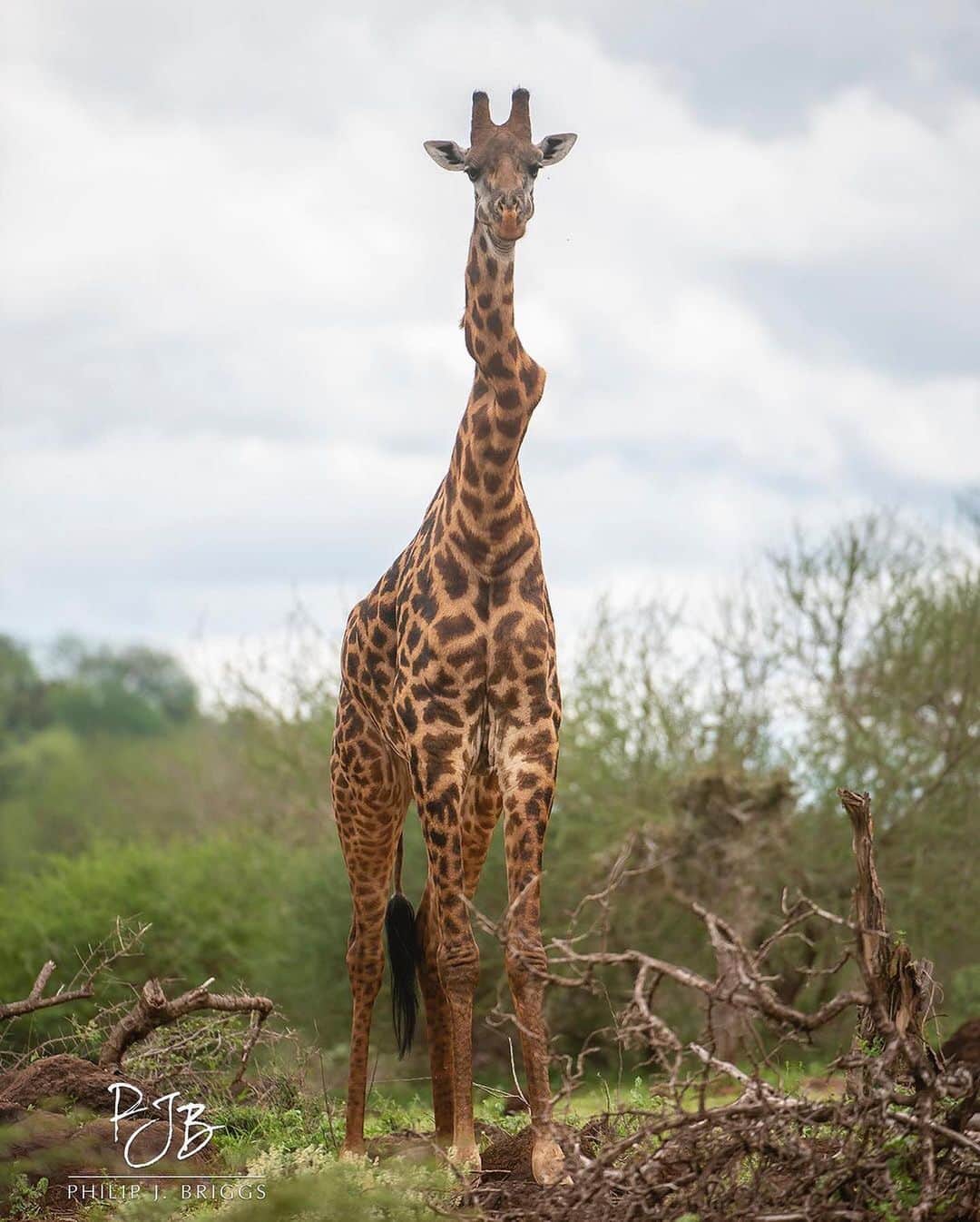 WildLifeさんのインスタグラム写真 - (WildLifeInstagram)「By @philip.j.briggs.photography You can bend me, but you cannot break me!  Have you ever seen an animal that inspires you? Here is a large male giraffe with a severely twisted vertebrae or two, but he stands strong and healthy!  Tag someone who this might inspire. • •  #natureismetal #nature #elite #miracleshappen #natgeo #miracles #brokenbones #miraclescanhappen #wildlife_addicts #wildlifepics #bestrong #recovery #naturalselection #natureatitsbest #strongerthanever #cannotbreakme #justtryme #naturehub #natureloversgallery #naturegood #naturerocks #wildanimals #awesome_earthpix #natgeowild #earthofficial #giraffe #broken」1月3日 11時36分 - wildlifepage
