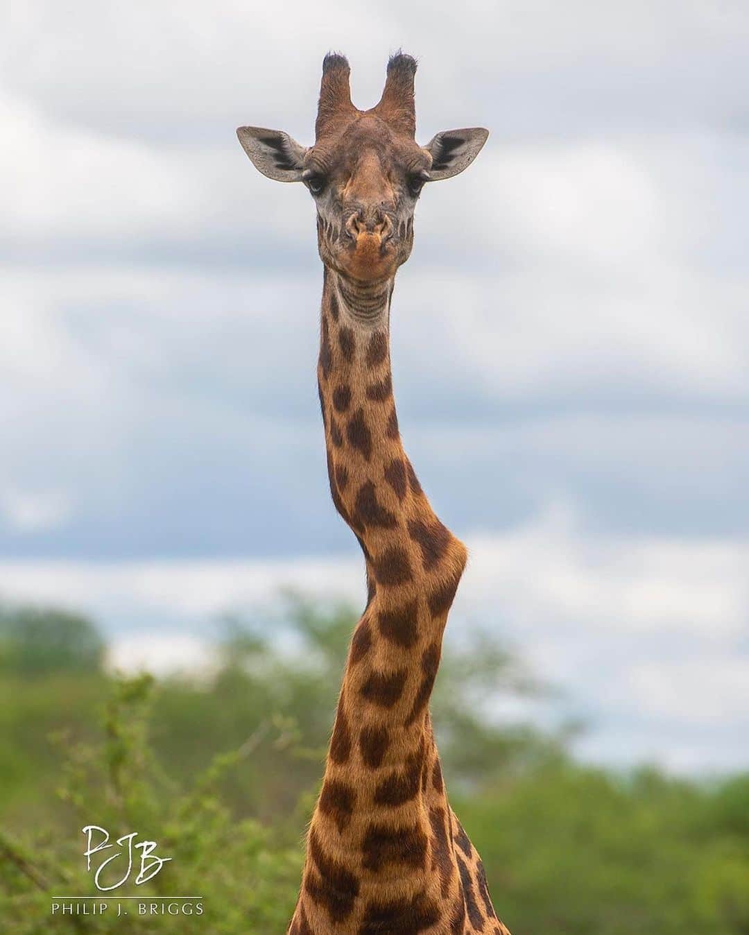 WildLifeのインスタグラム：「By @philip.j.briggs.photography You can bend me, but you cannot break me!  Have you ever seen an animal that inspires you? Here is a large male giraffe with a severely twisted vertebrae or two, but he stands strong and healthy!  Tag someone who this might inspire. • •  #natureismetal #nature #elite #miracleshappen #natgeo #miracles #brokenbones #miraclescanhappen #wildlife_addicts #wildlifepics #bestrong #recovery #naturalselection #natureatitsbest #strongerthanever #cannotbreakme #justtryme #naturehub #natureloversgallery #naturegood #naturerocks #wildanimals #awesome_earthpix #natgeowild #earthofficial #giraffe #broken」