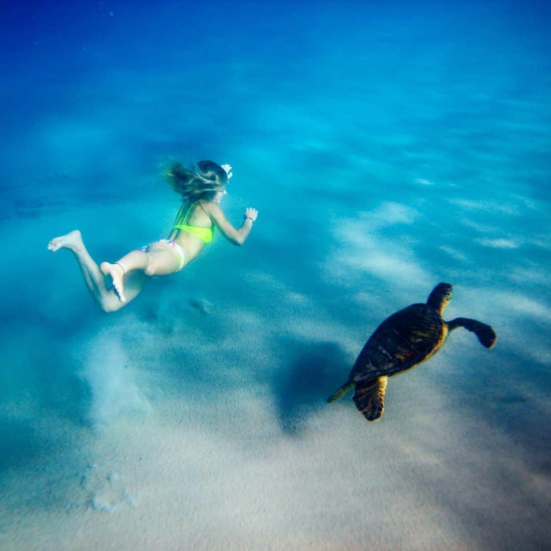 ニッキ・バン ダイクのインスタグラム：「The deep Blue!!! 😍😍😍🌏🌏 🐢🐢🐢@williekessel」