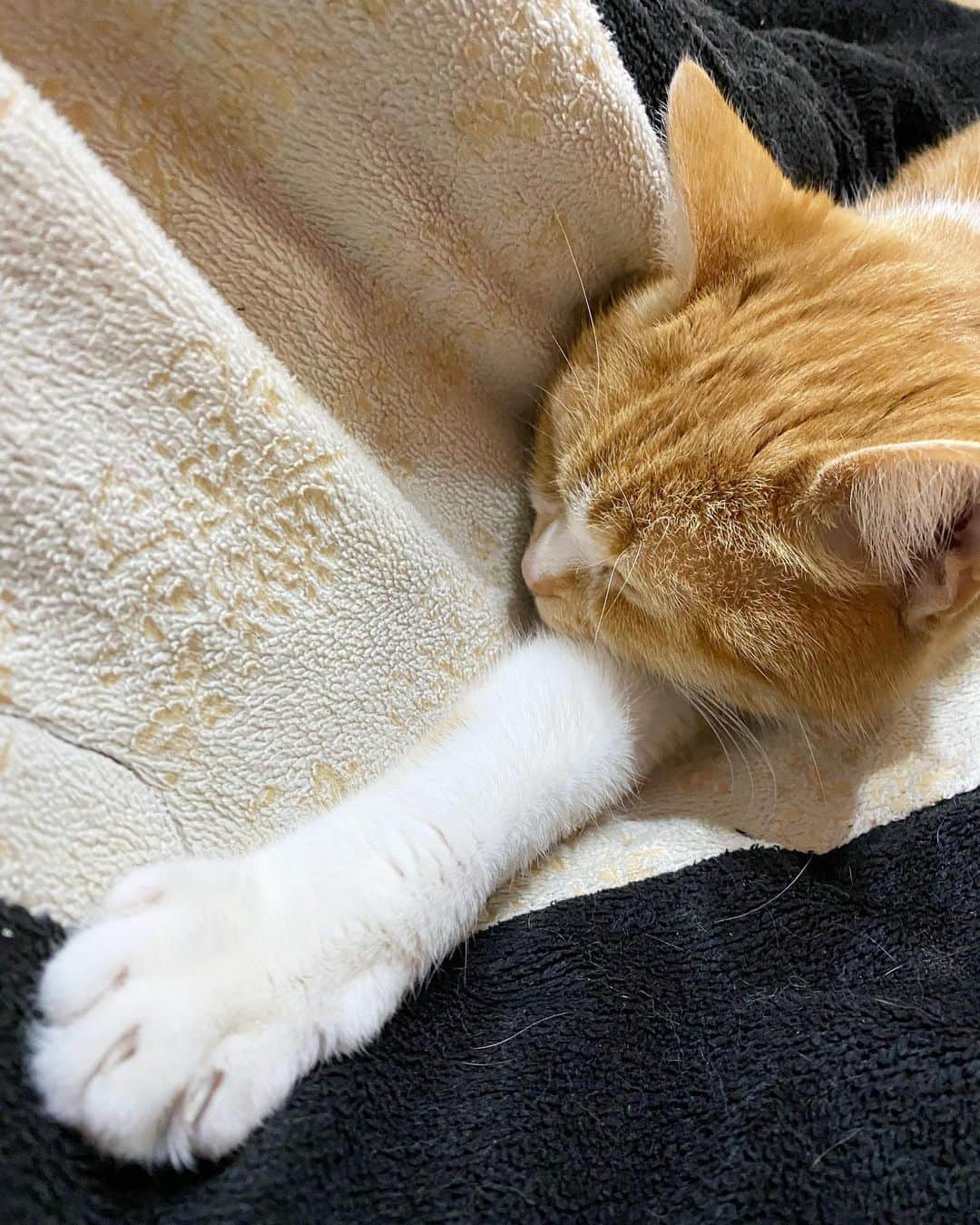 根岸愛さんのインスタグラム写真 - (根岸愛Instagram)「🐈😴🐈 片足だけ伸ばして 寝てるコレットさん🐈 #cat #sleepingcat #猫 #ねこ #コレット」1月3日 11時50分 - negishiai927