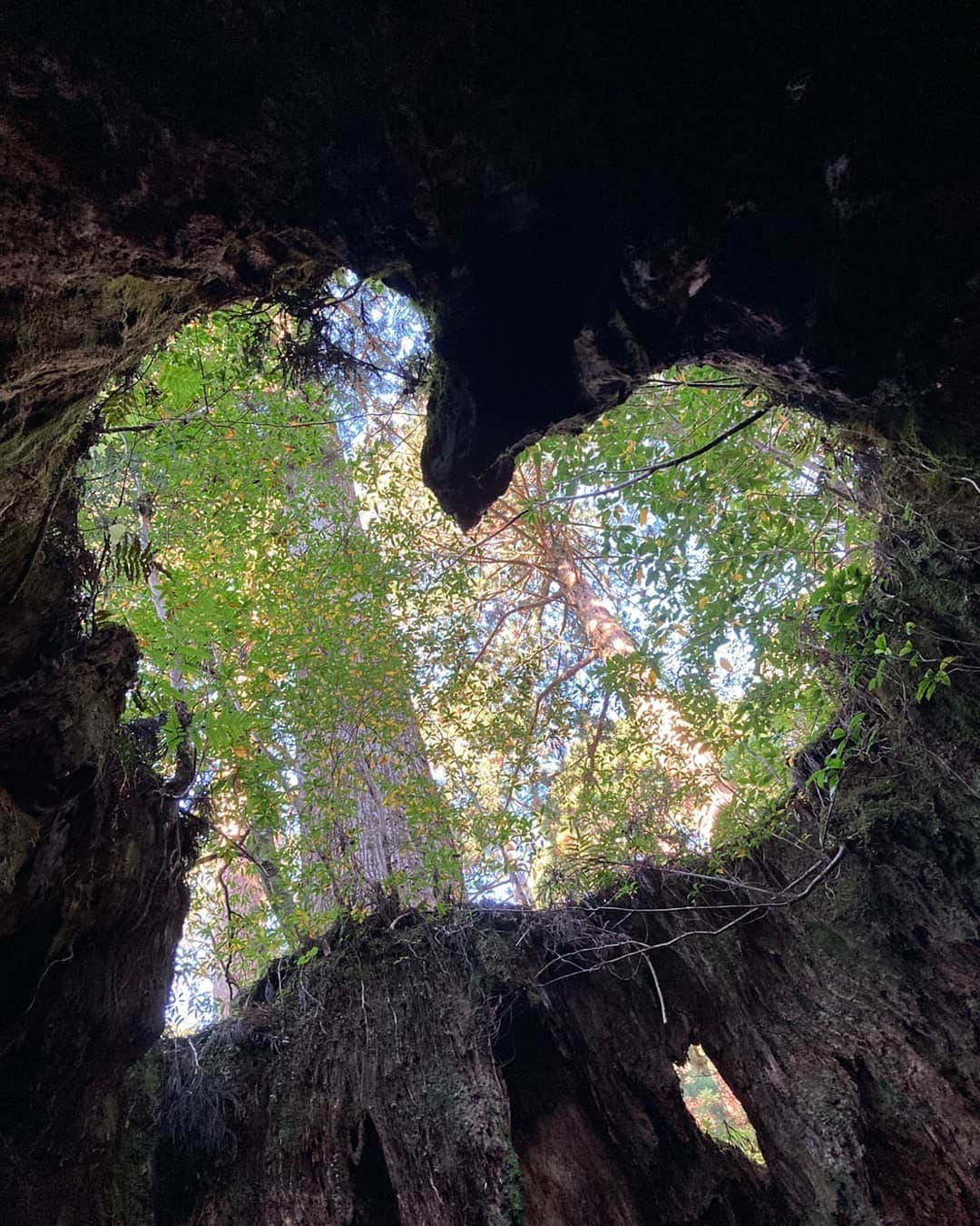 桜花のインスタグラム：「おはようございマウンテン🗻🌷  本日もナイスな１日にいたしましょ✨  ハートほっこりな１日になりますように🍀  #ウィルソン株  #屋久島 #ハート  #おはよう #おはようございます #goodmorning」