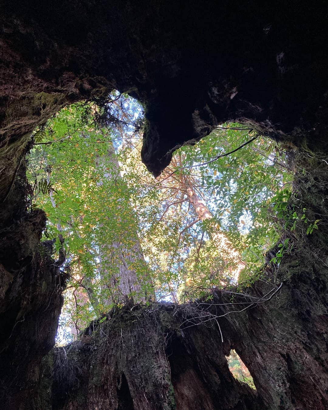 桜花さんのインスタグラム写真 - (桜花Instagram)「おはようございマウンテン🗻🌷  本日もナイスな１日にいたしましょ✨  ハートほっこりな１日になりますように🍀  #ウィルソン株  #屋久島 #ハート  #おはよう #おはようございます #goodmorning」1月3日 11時52分 - mountainohka