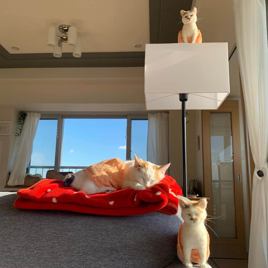 マルのインスタグラム：「🛋こんにちは ぼっこりんりん🌞マルみんみん  ₍^·͈༝·͈^ฅ気持ちぃいみん ₍^·͈༝·͈^ฅ ₍^·͈༝·͈^ฅ 見おろすみん . . 2021年(令和3年)1月3日 . . #マル三姉妹#stayhome#照明#癒し#にゃんすたぐらむ#おうち時間#cat#猫#三毛猫#猫との暮らし#catstagram#instagood #ペコねこ部#cute#ふわもこ部#ねこのきもち#暮らしを楽しむ」