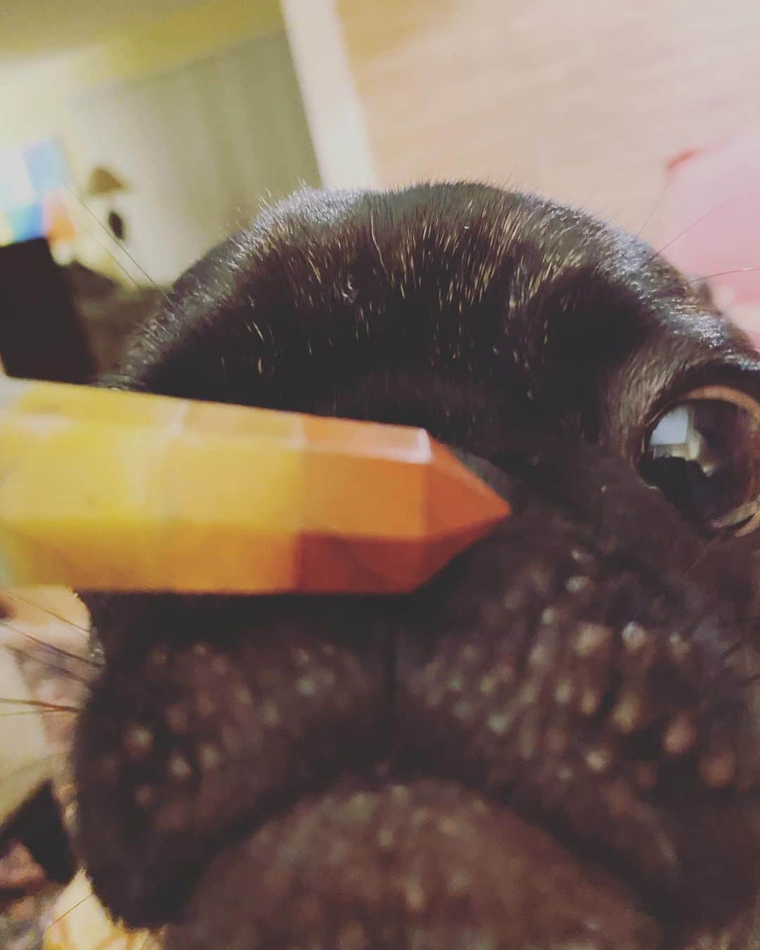 pugsofinstagramさんのインスタグラム写真 - (pugsofinstagramInstagram)「Do your pugs like crystals too? Tonight I used this little Chakra Massage Wand on Archie’s  forehead , neck, shoulders, and back.  P.S. Tonka is currently snoozing away next to me with rose quartz on his back! See my story for that!   . . . . . . #crystals #chakras #rosequartz #happynewyear  #pugs #pugsofinstagram #mops #seniorpugsofinstagram #pugrescue  #パグ  #dog #pet #pug #portlandmaine」1月3日 12時12分 - pugsofinstagram