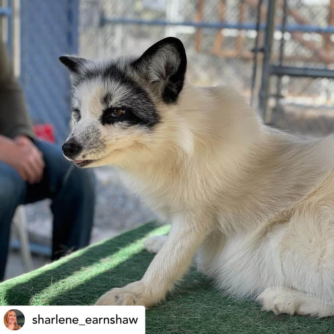 Rylaiさんのインスタグラム写真 - (RylaiInstagram)「Starting off the New Years with our amazing canid encounters!!! . . . Who doesn’t want to meet a lap wolf? 🤣😂 .  Posted @withregram • @sharlene_earnshaw Gray Wolf kisses, New Guinea Singing Dog songs, and snuggles and pets with Russian Domesticated Foxes. What a great way to start 2021! Our experience at @jabcecc is one we will never forget!.. . . . . #foxencounters #lapwolf #wolves #wolf #dogs #dogsofig #animals #animallovers #animal #dog #doglovwrs #animalencounters #sandiego #newyears #joinus #bedifferent #dodifferent」1月3日 12時32分 - jabcecc