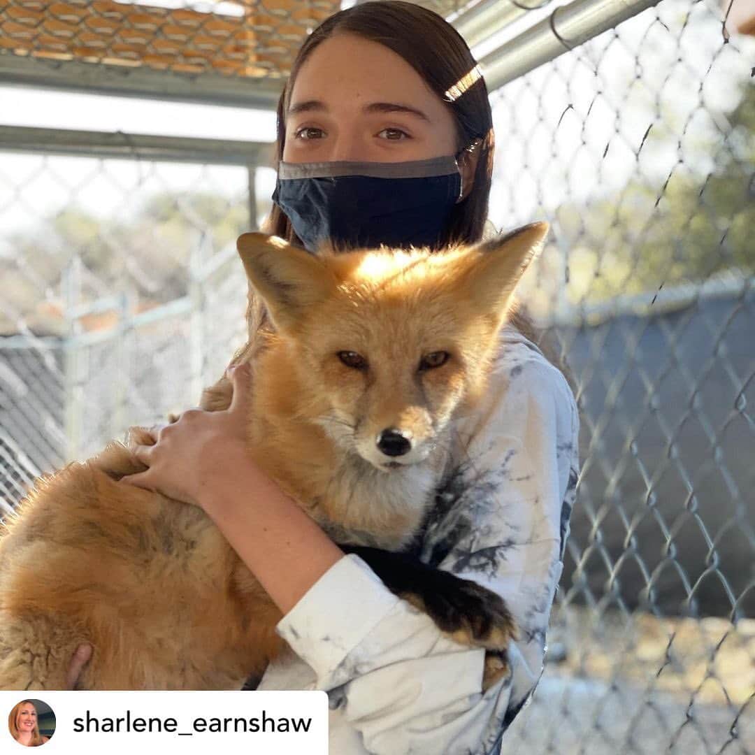 Rylaiさんのインスタグラム写真 - (RylaiInstagram)「Starting off the New Years with our amazing canid encounters!!! . . . Who doesn’t want to meet a lap wolf? 🤣😂 .  Posted @withregram • @sharlene_earnshaw Gray Wolf kisses, New Guinea Singing Dog songs, and snuggles and pets with Russian Domesticated Foxes. What a great way to start 2021! Our experience at @jabcecc is one we will never forget!.. . . . . #foxencounters #lapwolf #wolves #wolf #dogs #dogsofig #animals #animallovers #animal #dog #doglovwrs #animalencounters #sandiego #newyears #joinus #bedifferent #dodifferent」1月3日 12時32分 - jabcecc