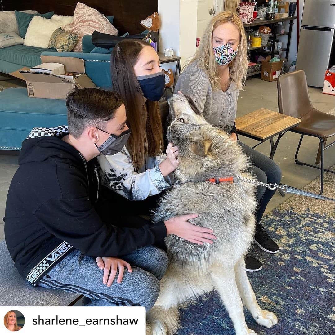 Rylaiさんのインスタグラム写真 - (RylaiInstagram)「Starting off the New Years with our amazing canid encounters!!! . . . Who doesn’t want to meet a lap wolf? 🤣😂 .  Posted @withregram • @sharlene_earnshaw Gray Wolf kisses, New Guinea Singing Dog songs, and snuggles and pets with Russian Domesticated Foxes. What a great way to start 2021! Our experience at @jabcecc is one we will never forget!.. . . . . #foxencounters #lapwolf #wolves #wolf #dogs #dogsofig #animals #animallovers #animal #dog #doglovwrs #animalencounters #sandiego #newyears #joinus #bedifferent #dodifferent」1月3日 12時32分 - jabcecc
