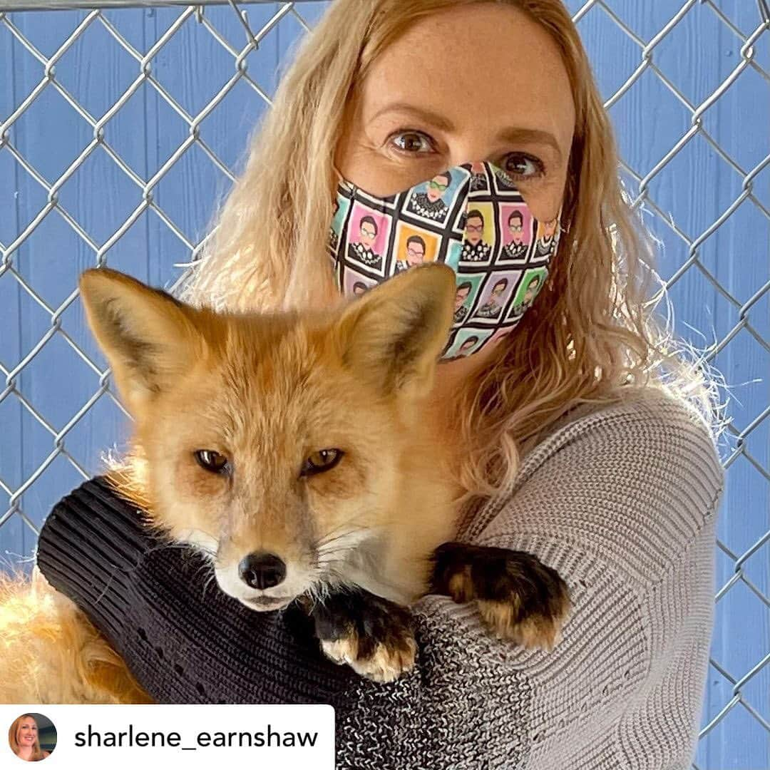 Rylaiさんのインスタグラム写真 - (RylaiInstagram)「Starting off the New Years with our amazing canid encounters!!! . . . Who doesn’t want to meet a lap wolf? 🤣😂 .  Posted @withregram • @sharlene_earnshaw Gray Wolf kisses, New Guinea Singing Dog songs, and snuggles and pets with Russian Domesticated Foxes. What a great way to start 2021! Our experience at @jabcecc is one we will never forget!.. . . . . #foxencounters #lapwolf #wolves #wolf #dogs #dogsofig #animals #animallovers #animal #dog #doglovwrs #animalencounters #sandiego #newyears #joinus #bedifferent #dodifferent」1月3日 12時32分 - jabcecc