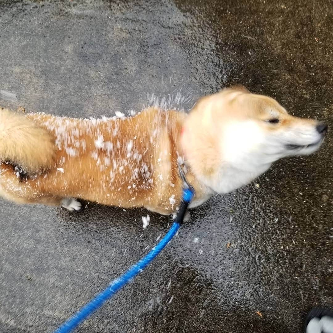 柴犬たま Shibainu Tamaさんのインスタグラム写真 - (柴犬たま Shibainu TamaInstagram)「揚げパン…🤤🤤🤤  Caption trans🇬🇧﻿﻿﻿﻿﻿﻿﻿﻿﻿﻿﻿﻿﻿﻿ Fried dough…🤤🤤🤤  #柴犬たま #たママ #たまーば #雪 #しっぽモフモフ﻿ #後頭部フェチ #ふわもこ #柴ドリル #shibedrill #shibadrill #あげぱん #揚げパン #揚げパン犬 #舌ぺろ #糸目 #柴犬 #shiba #shibainu #shibastagram #犬 #dog」1月3日 12時24分 - tama7653