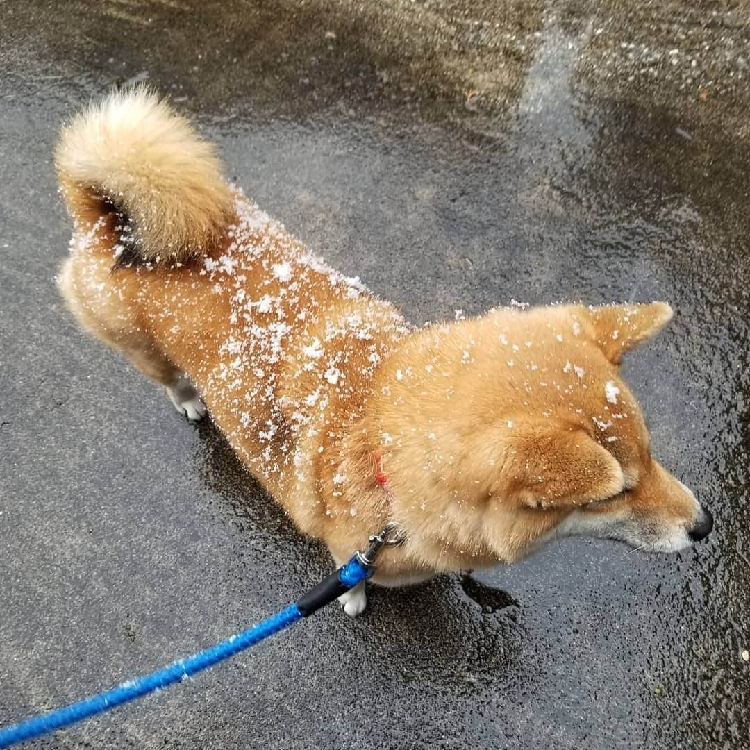 柴犬たま Shibainu Tamaのインスタグラム