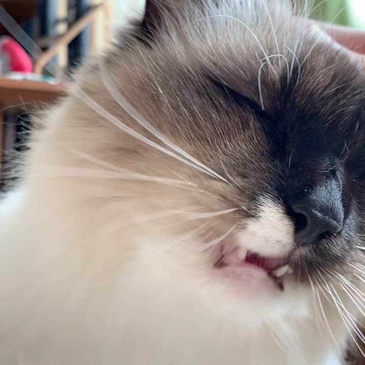 takegaeruのインスタグラム：「箱根駅伝観ながらイチャイチャ😽 #cat #猫 #ragdoll #ラグドール #ホワイトポッチーズ」