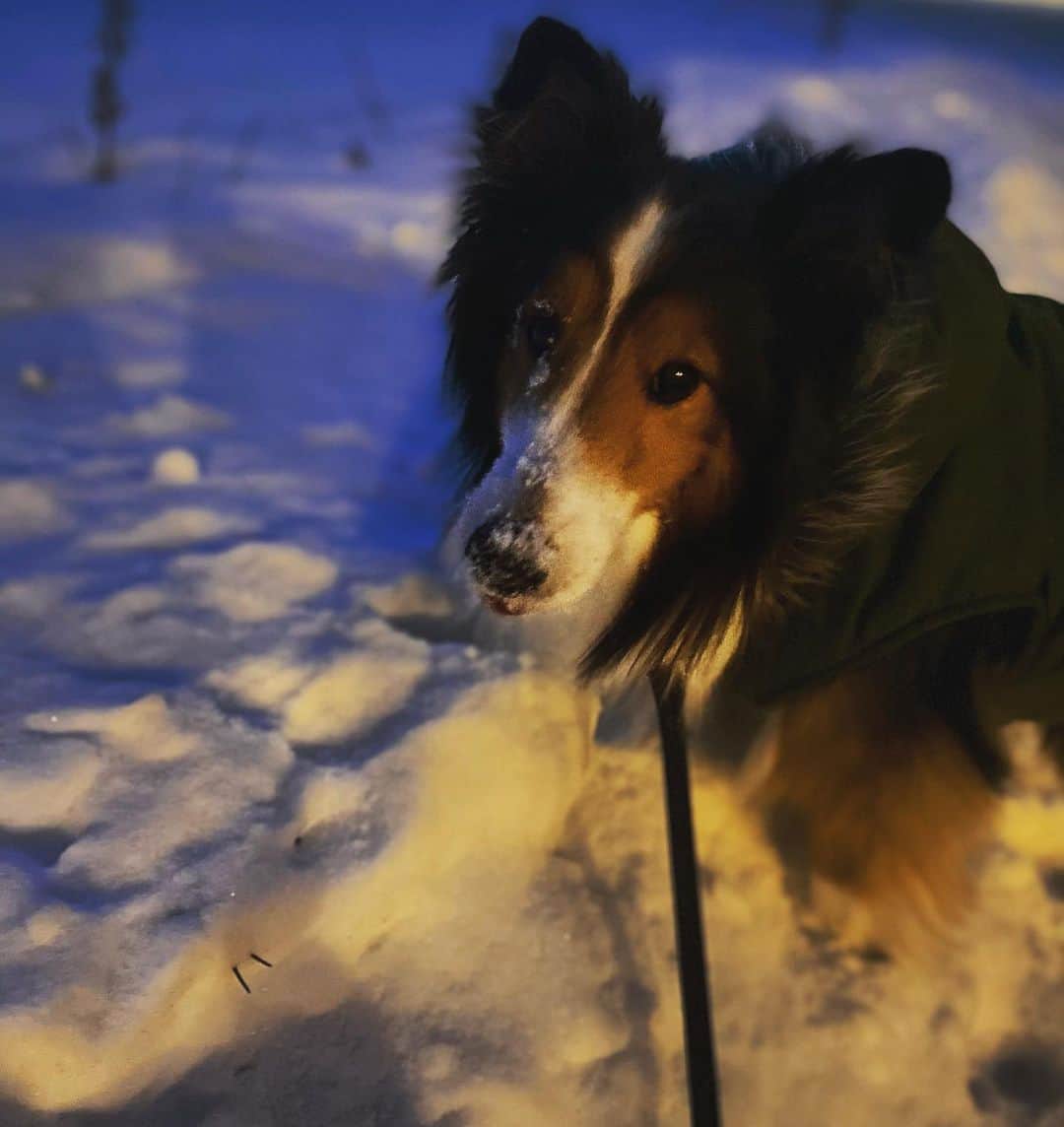 ナターシャ・ピュリッチのインスタグラム：「Bad and boujee 💜💎 #mybaby #snowsnorkeling  #heloveshisjacket #inhiselement🐾」