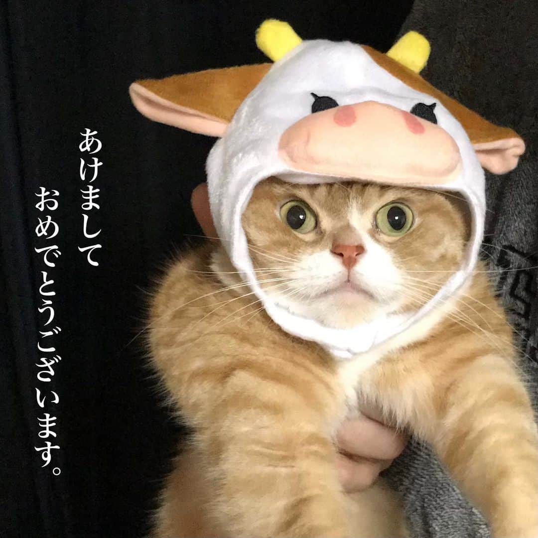 かんちゃんのインスタグラム：「． ． 今年も　よろしくお願いしますにゃん😸🐾 ． Happy New Year I look forward to working with you again this year. ． ． ． #スコティッシュフォールド #猫  #cat  #cats #ねこ #ネコ #札幌 #sapporo」