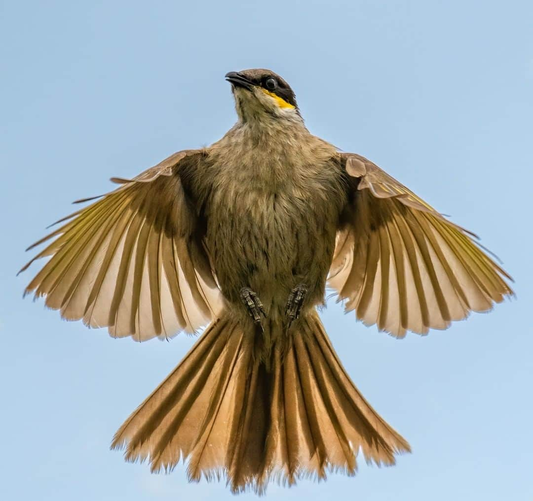 Nikon Australiaさんのインスタグラム写真 - (Nikon AustraliaInstagram)「"We went to Mornington Peninsula to take Peregrine Falcon's flying photos for the first time. I had my shutter speed set up to the max so that I could freeze the motion.   I saw a medium size bird flying towards us. It wasn't the falcon I was waiting for. It was a honeyeater, Singing Honeyeater. It made a U-turn after flying over us. I turned my camera around and took some shots. Autofocus was swift and latched onto the target straight away. It was against the light but I took the shots anyway.   I lifted the shadows in post processing and was surprised to see the details camera had captured. I was able to freeze the action and retrieved details. Love the shot and the pose." - @deepak_karra   Camera: Nikon D850 Lens: AF-S NIKKOR 200-500mm f/5.6E ED VR Settings: f/5.6  1/8000s  ISO 800  #Nikon #MyNikonLife #NikonAustralia #NikonD850 #BirdPhotography #Birding」1月3日 13時00分 - nikonaustralia