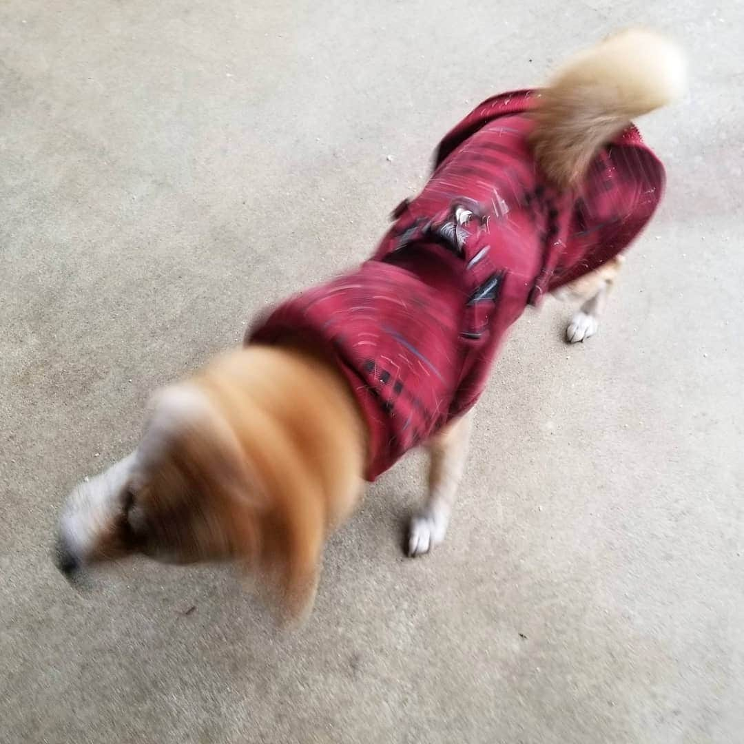 柴犬たま Shibainu Tamaさんのインスタグラム写真 - (柴犬たま Shibainu TamaInstagram)「高速柴ドリル‼️  Caption trans🇬🇧﻿﻿﻿﻿﻿﻿﻿﻿﻿﻿﻿﻿﻿﻿ High-speed shibe drill (shiba drill)‼️  #たま家族 #柴犬ミケ #ミケママ #雪 #高速柴ドリル #柴ドリル #shibedrill #shibadrill #柴犬 #shiba #shibainu #shibastagram #犬 #dog」1月3日 18時33分 - tama7653