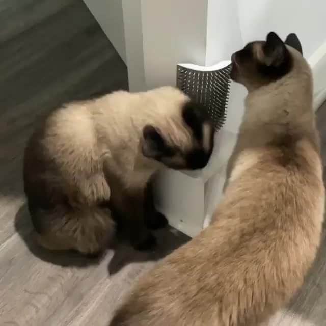 Aww Clubのインスタグラム