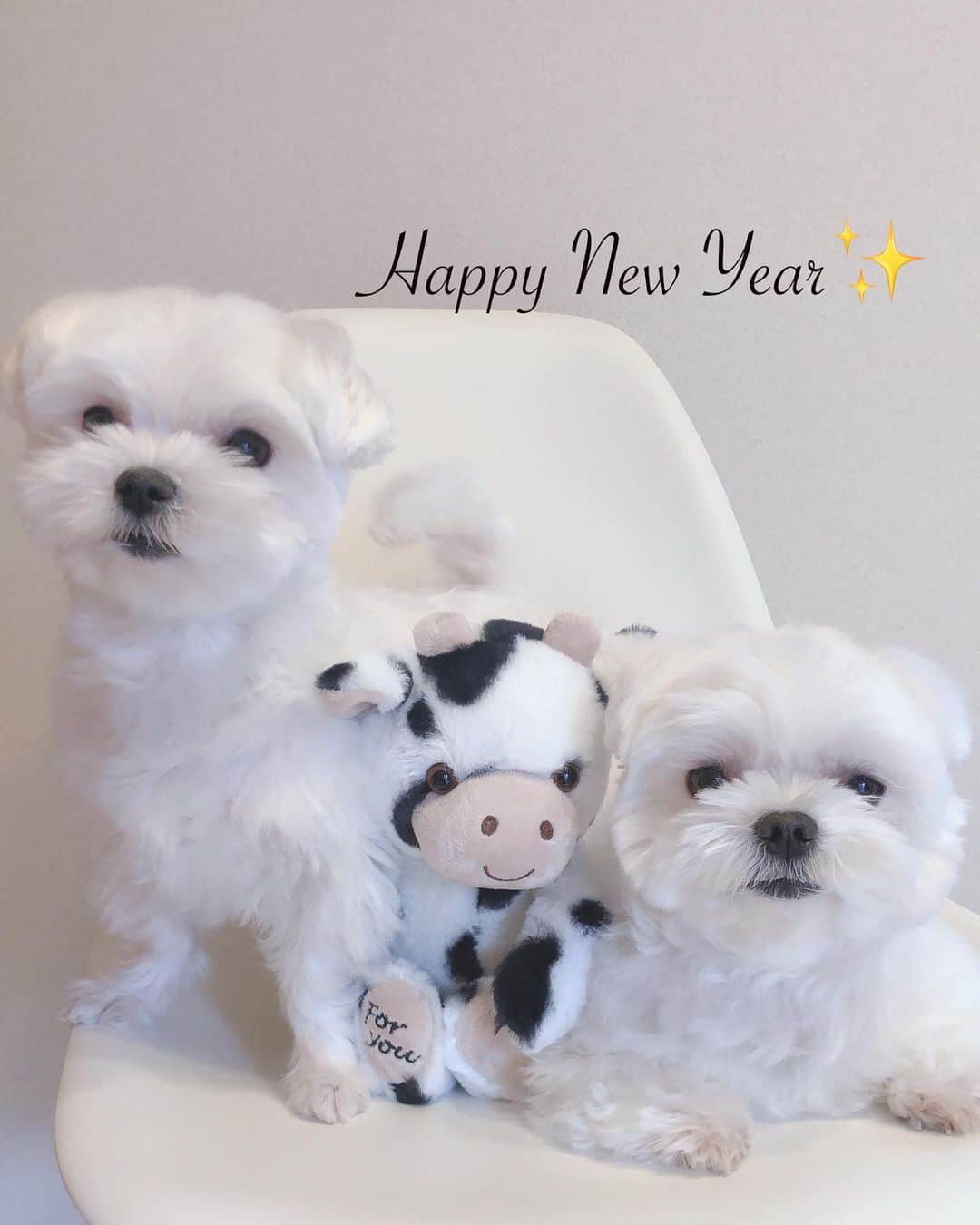 おかゆ & おもちのインスタグラム：「...🐶💕🐶💕🐮💕 . . もーもーちゃんといっしょに📸 . . たまにはちょっとキレイめ写真を✨ . . いつものワチャワチャ動画は、また後で😆♫ . . . .  ❤︎ . . . #maltese #malteseofinstagram #happydog #dogsmile #doglove #doglover #dogstagram #instadog #lovedogs #ilovemydog #cutedog #dogoftheday #말티즈 #馬爾濟斯 . #okayusan #マルチーズ #犬バカ部 #白い犬 #わんこ #エブリドッグ #みんなのわんこ #わんこと暮らす幸せ #マルチーズ好き #peppyフォト部 #奈良犬 #west_dog_japan #ふわもこ部 #鼻ぺちゃ #うしどし🐮 #happynewyear」