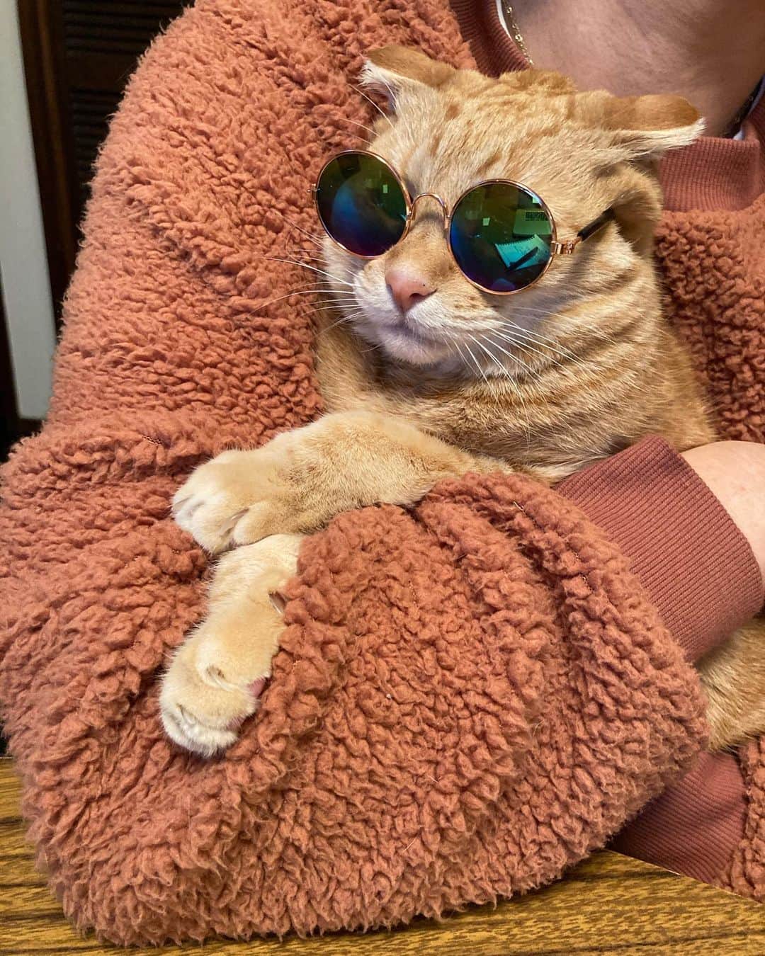 Jason G. Sturgillのインスタグラム：「We finally made an account just for Cheeto and Twig, deal with it. @cheeto_and_twig_the_wonderkids」