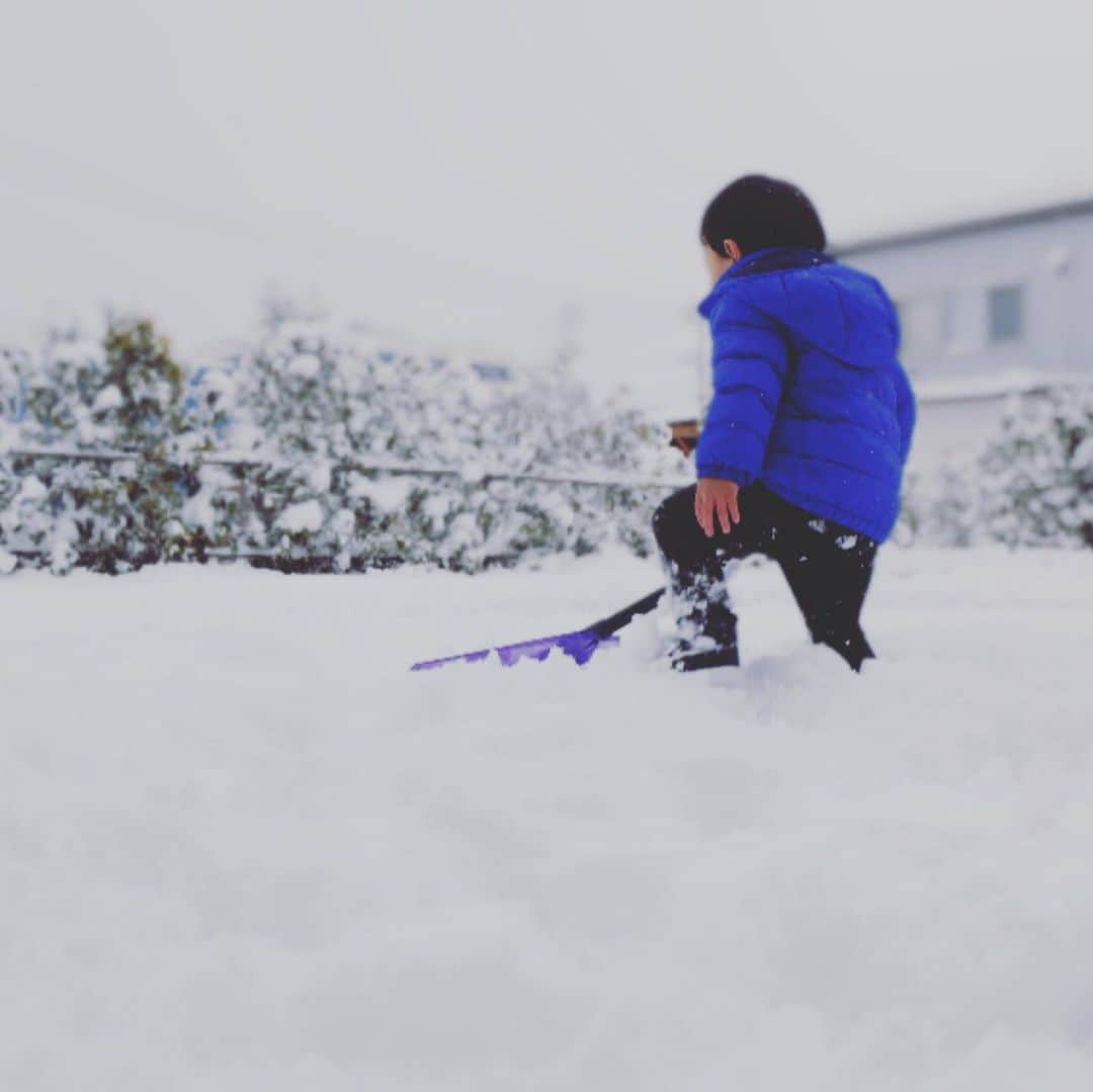 本田朋子さんのインスタグラム写真 - (本田朋子Instagram)「息子にとって初めての雪かき。 雪に埋もれながらも奮闘中。 ナナ🐶の背中が逞しい！笑  まだまだ続く寒波にちゃんと備えないとなぁ⛄️ 大雪でも普通の生活ができているのは、エッセンシャルワーカーの方々のおかげです👏🚚🏥 寒い中、いつもありがとうございます‼️  #新潟 #2歳 #boy #チワワ #雪かき #悪い顔をしながら #雪を投げてくる息子 #雪遊びの楽しさを知ってしまい #雪かき進まない」1月3日 15時20分 - tomoko_honda_official_phonics
