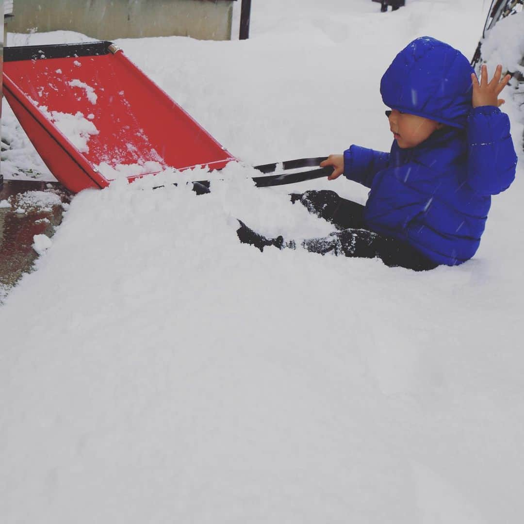 本田朋子さんのインスタグラム写真 - (本田朋子Instagram)「息子にとって初めての雪かき。 雪に埋もれながらも奮闘中。 ナナ🐶の背中が逞しい！笑  まだまだ続く寒波にちゃんと備えないとなぁ⛄️ 大雪でも普通の生活ができているのは、エッセンシャルワーカーの方々のおかげです👏🚚🏥 寒い中、いつもありがとうございます‼️  #新潟 #2歳 #boy #チワワ #雪かき #悪い顔をしながら #雪を投げてくる息子 #雪遊びの楽しさを知ってしまい #雪かき進まない」1月3日 15時20分 - tomoko_honda_official_phonics