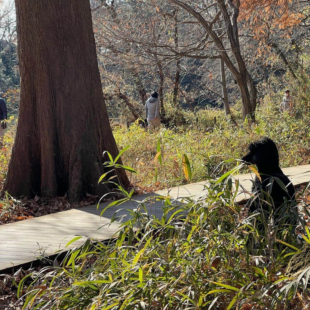 佐藤東弥のインスタグラム：「三宝寺池にて 魔犬と」