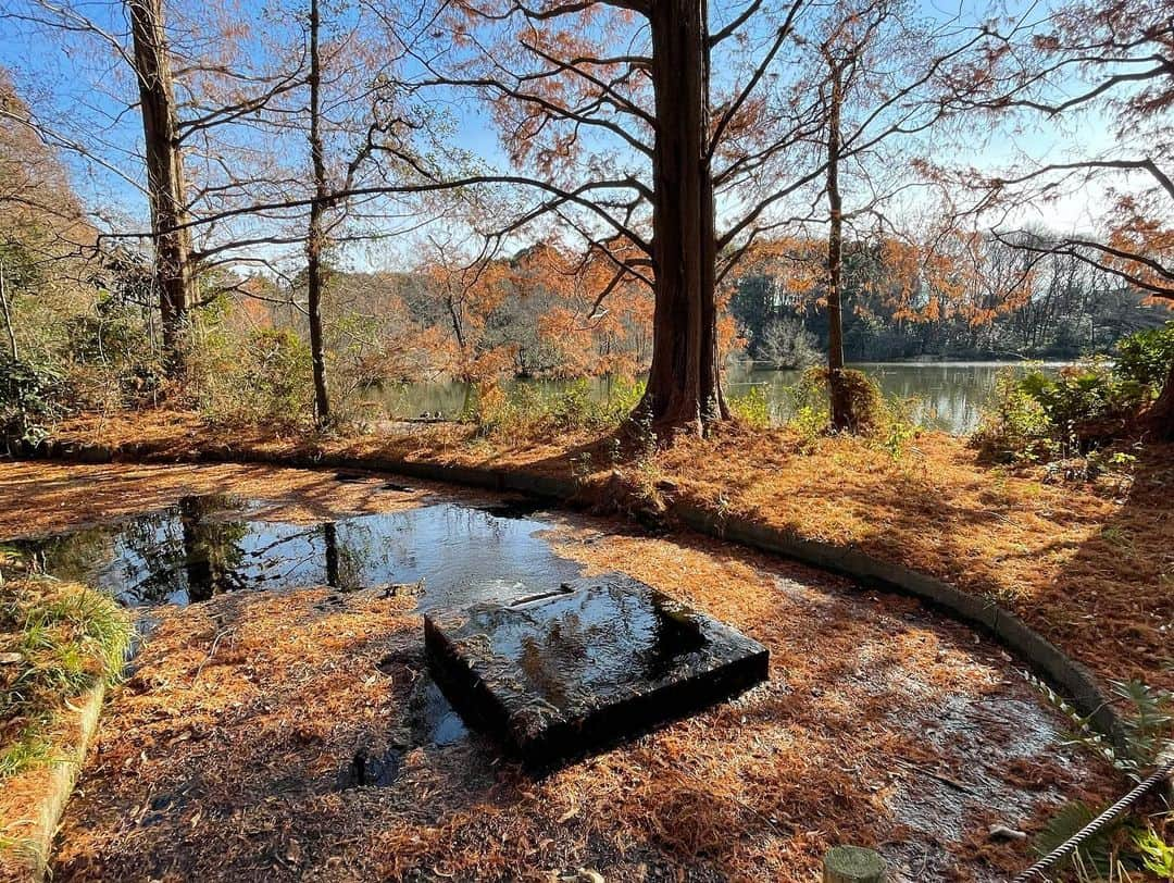 佐藤東弥さんのインスタグラム写真 - (佐藤東弥Instagram)「三宝寺池にて」1月3日 15時20分 - touyasato