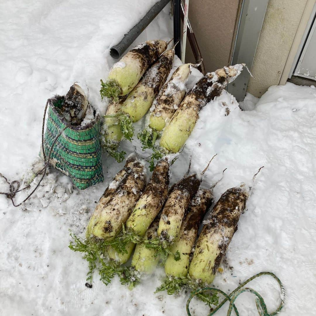 本坊元児さんのインスタグラム写真 - (本坊元児Instagram)「僕の戒名は金輪際大根限雪下にしてほしい #本坊ファーム福袋 #雪下大根」1月3日 15時28分 - honbouganji