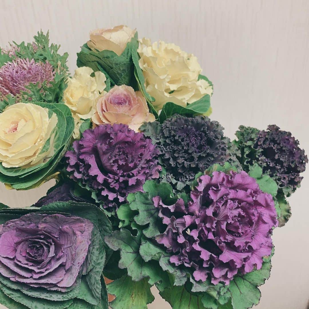 加藤里奈（カトリーナ）さんのインスタグラム写真 - (加藤里奈（カトリーナ）Instagram)「先月のNHKウイークエンド中部で 紹介したお花！JA全農いしかわ 園芸課さんの 『切り花 葉ぼたん』です💜  お正月に門松の寄せ植えとして飾られることの多い 縁起のいいお花です🌼  花言葉は、『祝福』『利益』『慈愛』 『愛を包む』『物事に動じない』  お祝い事にぴったりの花言葉がつけられています💡  3日に1回水をかえるだけで1ヶ月も保ちます✨ 丈夫で品のある切り花葉牡丹、ぜひご自宅でも🎶  #nhk #ウイークエンド中部 #切り花 #葉牡丹 #はぼたん #葉ボタン #お花 #花 #花のある暮らし #花束 #お花のある暮らし #お花好きな人と繋がりたい #お花好き #お花のある生活 #お正月 #お正月飾り #お正月花 #花言葉 #切り花葉ぼたん #ふらわー #flowers #flower #flowerstagram #門松 #寄せ植え #花のある生活 #はなまっぷ #はな #はなすたぐらむ #縁起物」1月3日 15時28分 - rinakatoktriiina