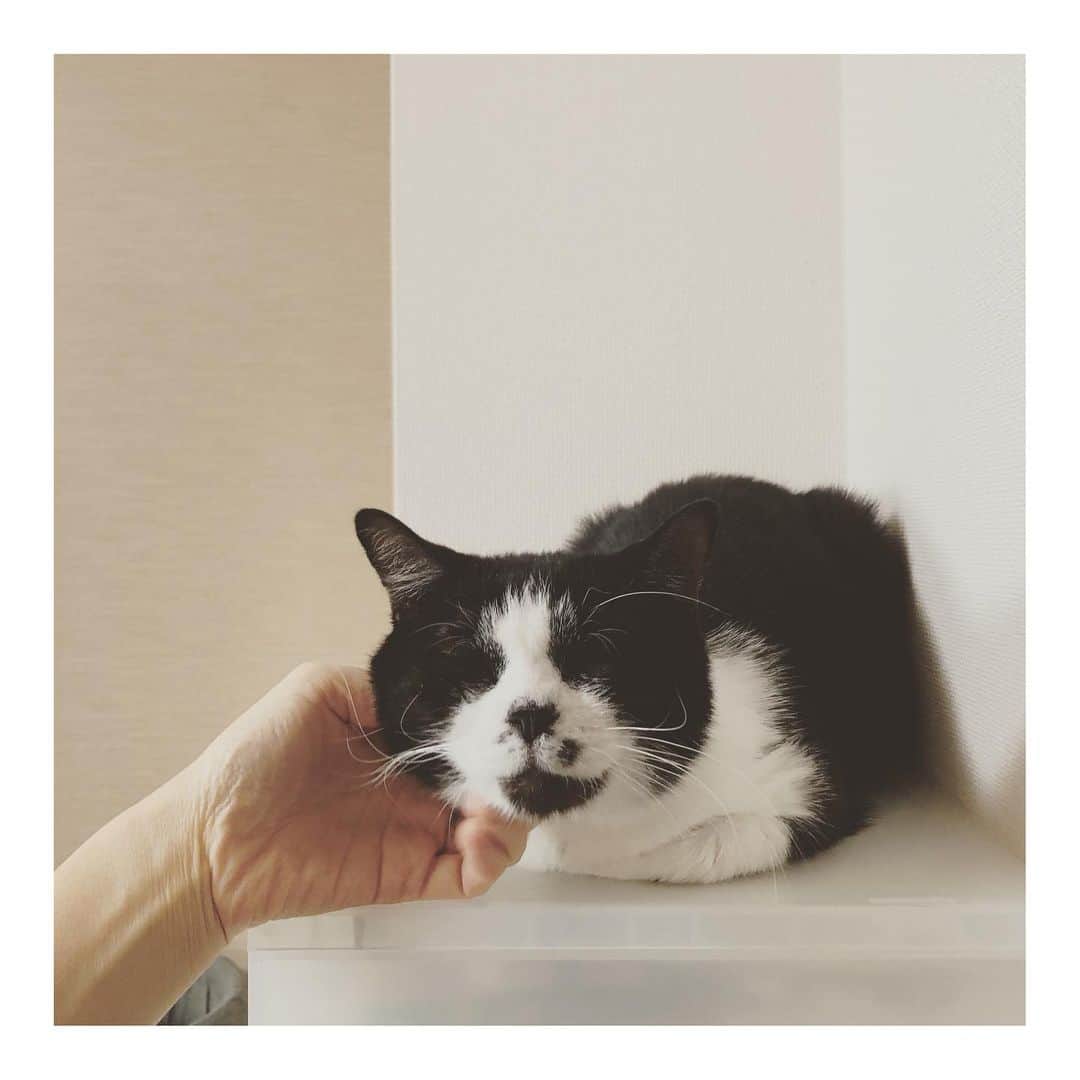 こむぎのインスタグラム：「* 我が家にいる里親募集中の可愛い子たちをご紹介🤗  まずはてなちゃん♡ 昨年の1月に崩壊現場からくじらと一緒に我が家へ連れて帰ってきました✨ てなちゃんもくじらもお口の状態が悪くて抜歯が必要な子だったので早めに我が家でお世話することに💦  てなちゃんは2月に抜歯手術を受けて歯は1本もない状態となってしまいましたが、今はお薬を飲んでいない状態でも元気にカリカリをモリモリ食べています🤗 歯のケア用品は使っているけど、猫ちゃんにとっては口腔ケアは必要なことですもんね☺️  モリモリ食べて元気ではいるけど、繊細な一面もあるてなちゃん🤔 不安になると大きな声で鳴くことも😂 どうしたの〜？ってなでなでしてあげると落ち着きます☺️ とっても寂しがりさんなので、たくさん甘えさせてくれるパパママに出会えたらなと思っていますー！🙏🏻✨  もうすぐ我が家にやってきて1年！ 過去の保護猫の中で1番長くなっちゃったなぁ😂 てなちゃんに良いご縁がありますように🙏🏻✨  😺「今年はてなちゃんの年だねって言われたけど、褒め言葉なのかにゃ？🐄」  #岐阜多頭崩壊レスキュー #里親募集 #里親募集中 #岐阜 #愛知 #三重 #遠方要相談 里親募集中の猫たちは現在15匹→ @comugineko   てなちゃんとの握手会は #領域展開 🤞🏻→お正月中にアニメ見た人」